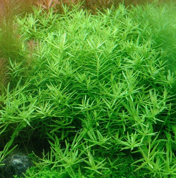 Rotala sp. Green In Vitro Kubek 10cm Roślina Do Akwarium.jpg
